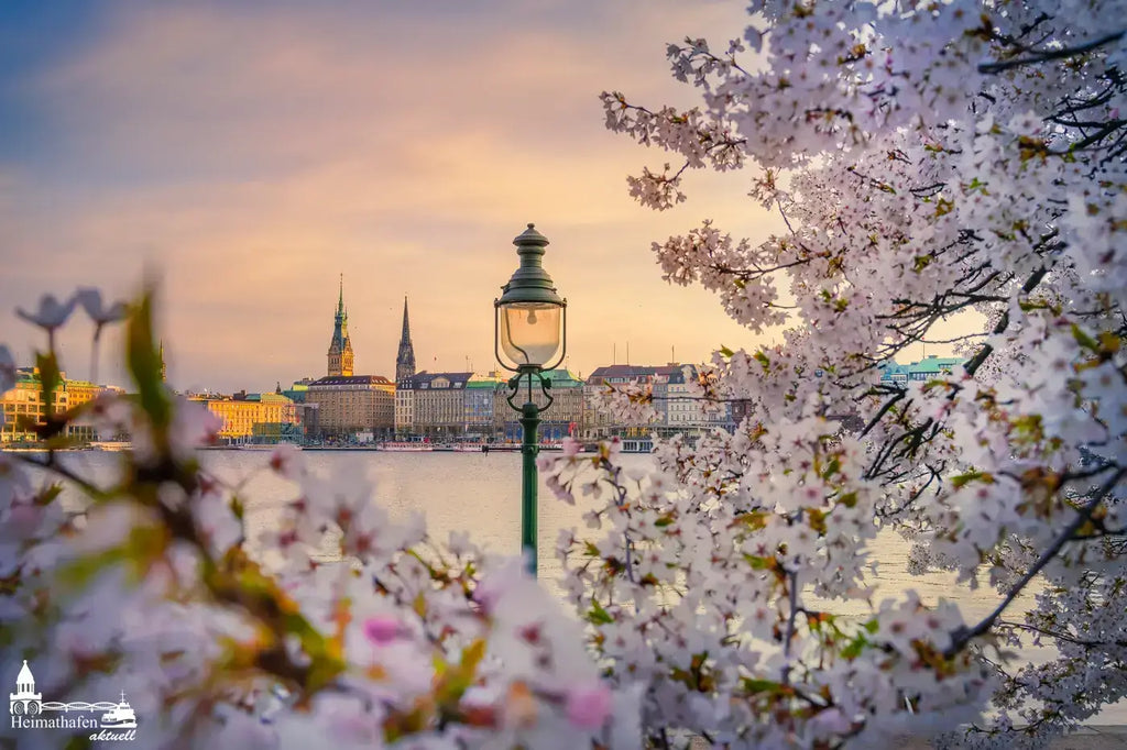 Sakura -  Kirschblüte in Hamburg und einfach nur schön!