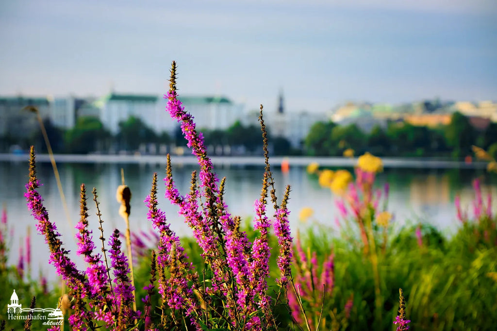 Aussenalster Spätsommer