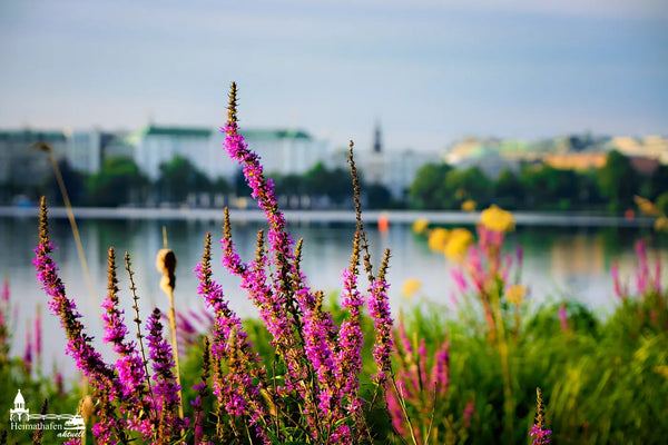 Aussenalster Spätsommer