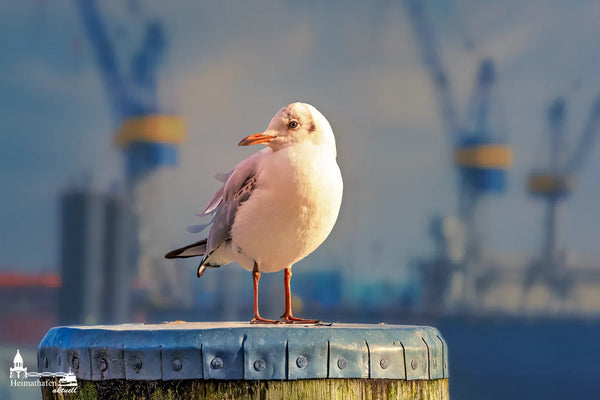 Möwe auf Pfahl im Sonnenlicht