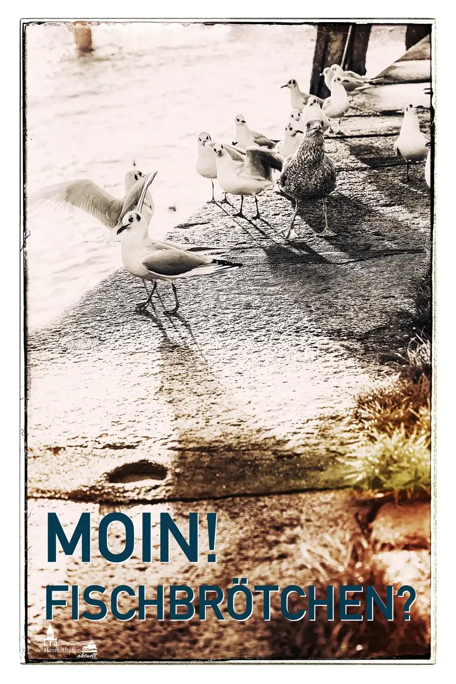 Hamburg Fotos - Möwen streiten sich um Futter am Fischmarkt. 