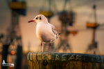 Möwe auf Duckdalben vor Hafenkränen im Abendlicht