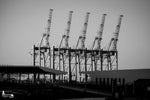 Containerkräne im Hamburger Hafen bei Abendlicht in Schwarzweiß – Industriearchitektur mit klarer Struktur.