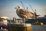 Möwe im Sonnenlicht auf einem Duckdalben im Hamburger Hafen mit Kranen im Hintergrund.