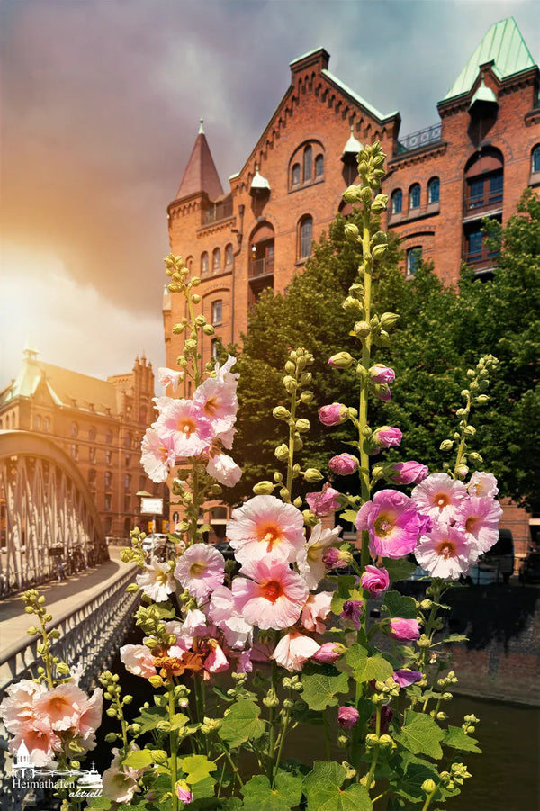 Stockrosen - Sommer in der Speicherstadt