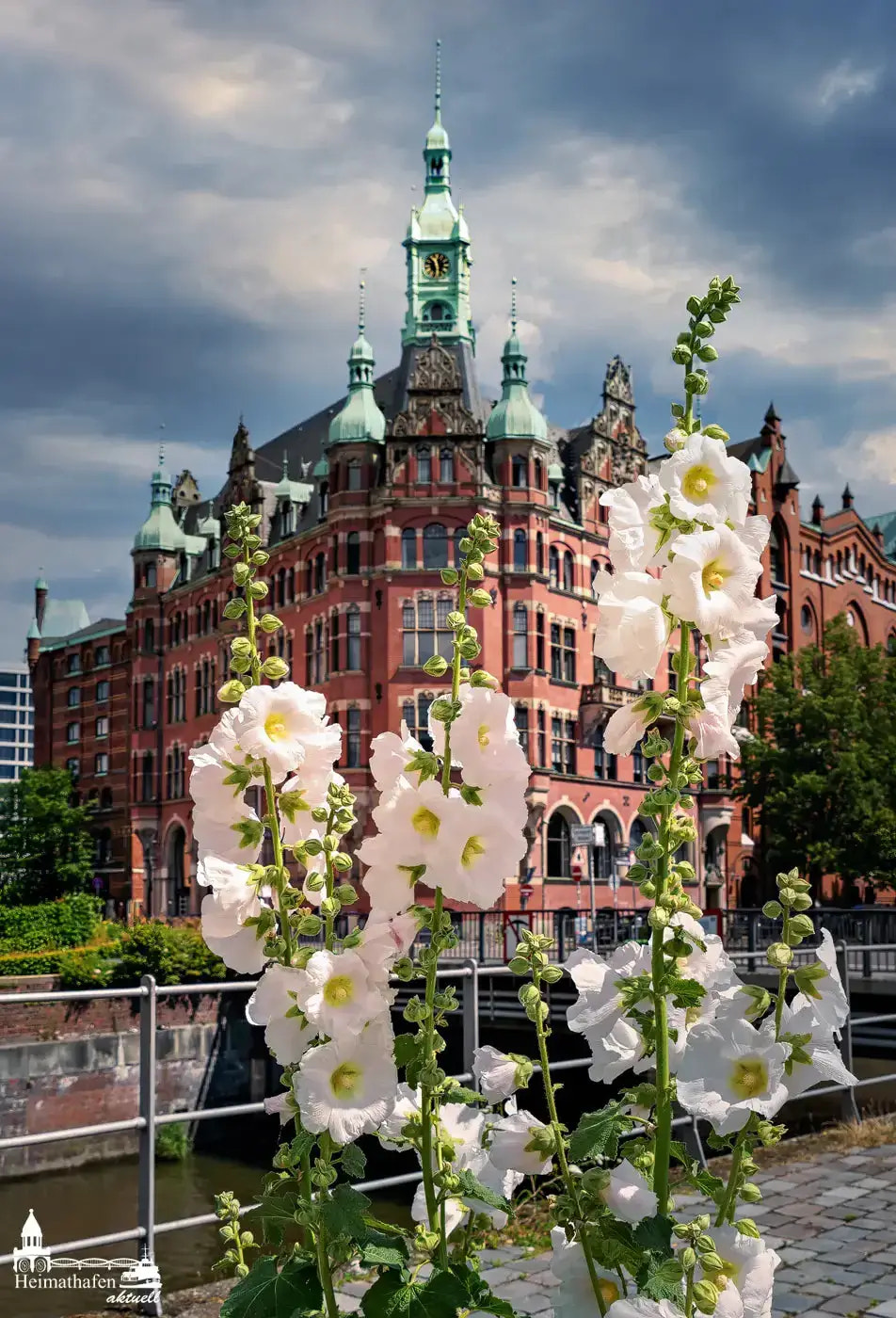Weiße Stockrosen vor dem historischen Gebäude des Rathauses der Speicherstadt in Hamburg
