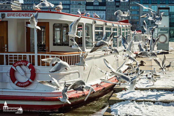 Hamburg Alster Fotos: Alsterdampfer Bredenbek - Möwen
