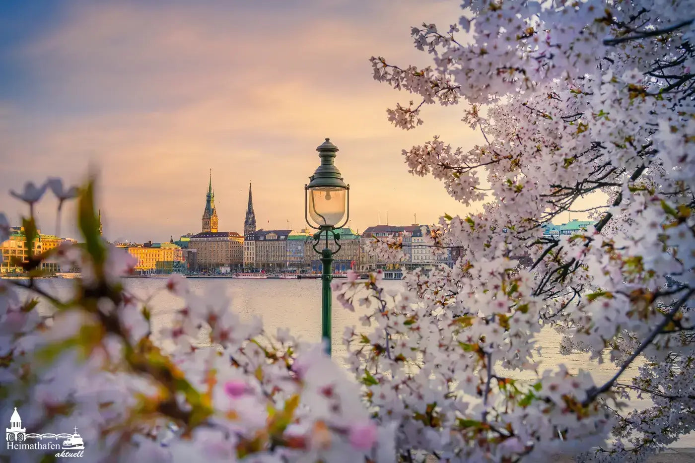 Hamburgbilder-ALS-00136-Kirschbluete an der Binnenalster in Hamburg