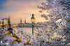 Hamburgbilder-ALS-00136-Kirschbluete an der Binnenalster in Hamburg